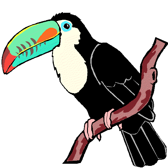 Rainforest bird clipart