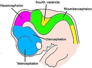 Brain Anatomy And Function | Brain ...