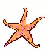 Animal graphics starfish 728024 - Animal Image