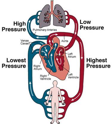 circulatory system for kids worksheets