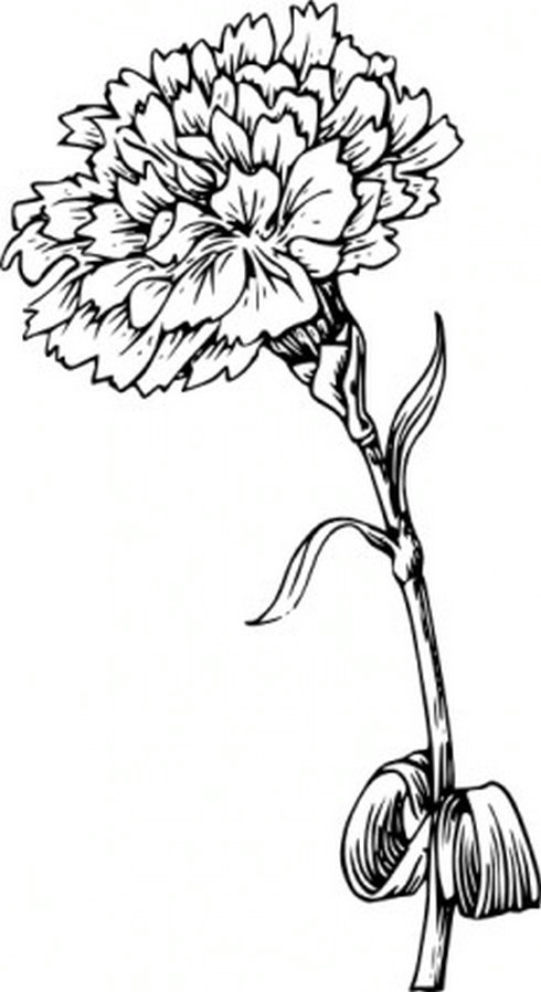 Carnation Flower Clip Art 3 | Free Vector Download - Graphics ...