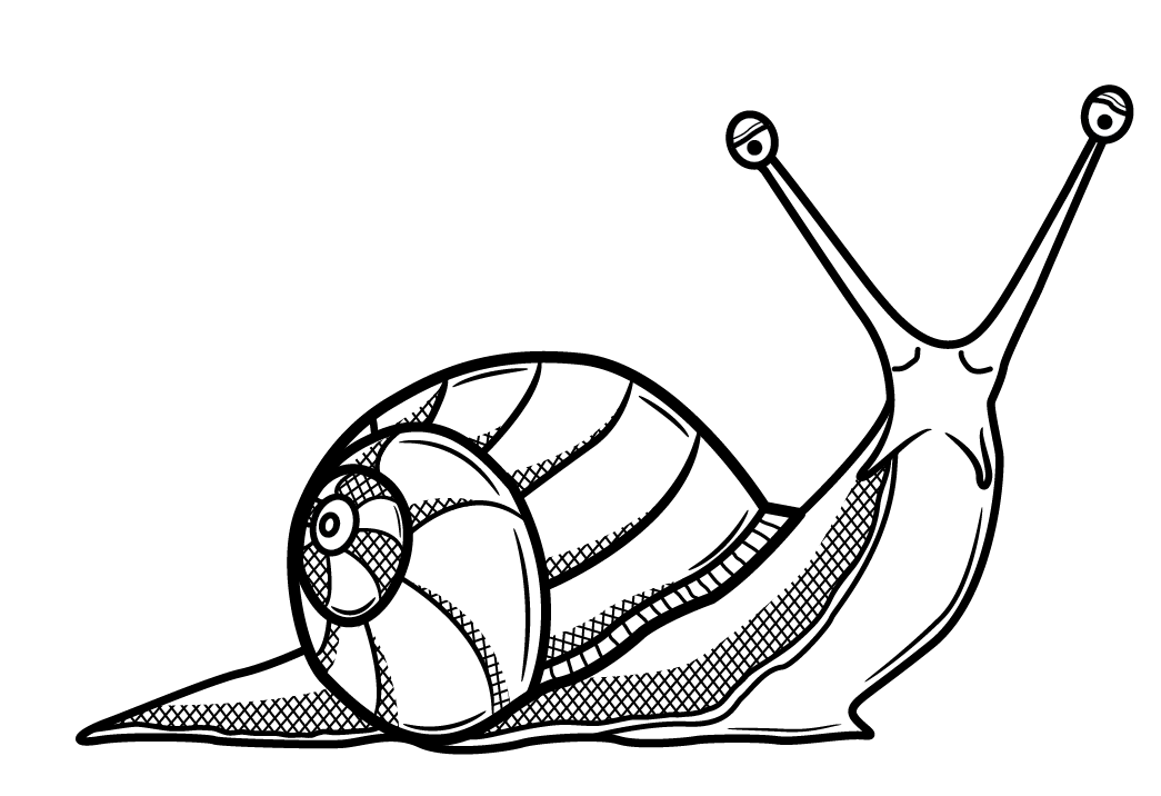 Elegant Snail Drawing Image - All For You Wallpaper Site