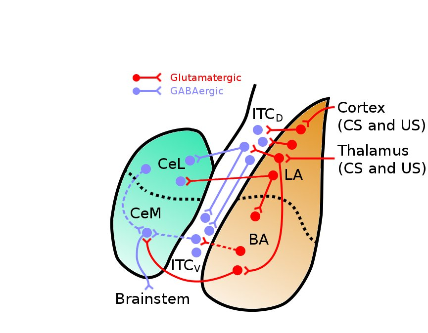 Auditory Fear Circuits in the Amygdala – Insights from ...