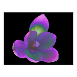 Crocus Flowers Posters | Zazzle