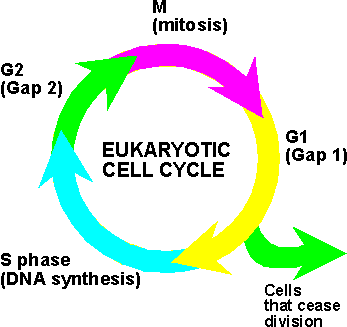 New Proteins, Cells and Individuals