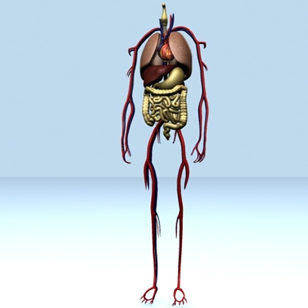 human lungs 3d model