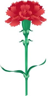 Carnation Clip Art Clipart - Free to use Clip Art Resource