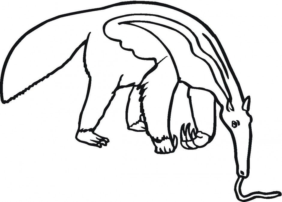 Picture Of Anteater - AZ Coloring Pages