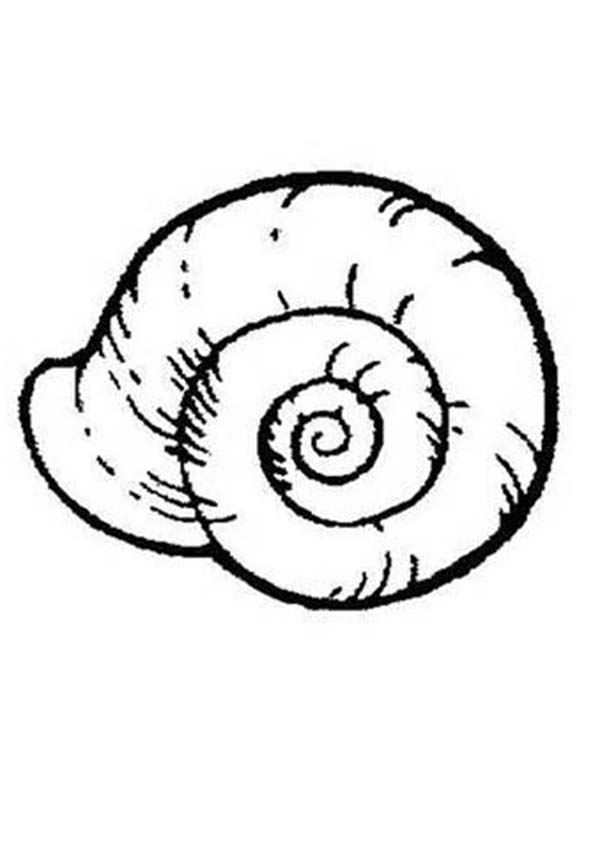 Sea Shell Clip Art