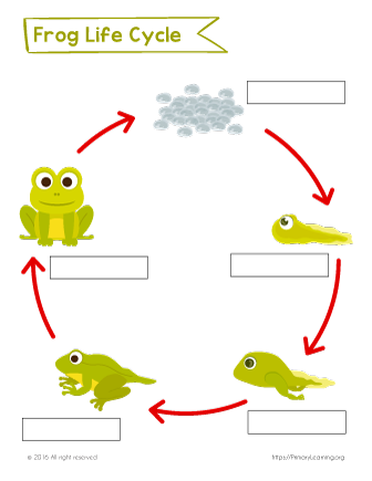 Life Science Worksheets | PrimaryLearning.org