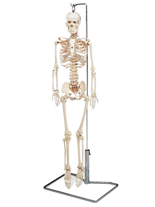 Skeleton Models - Anatomical Skeleton [Page 1] - AnatomyStuff