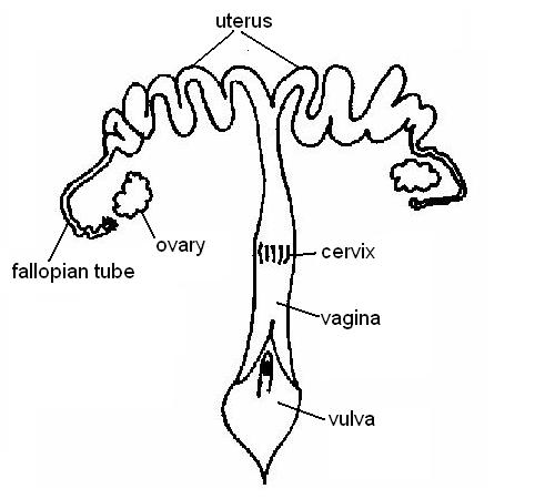 Reproductive System Worksheet Answers - WikiEducator