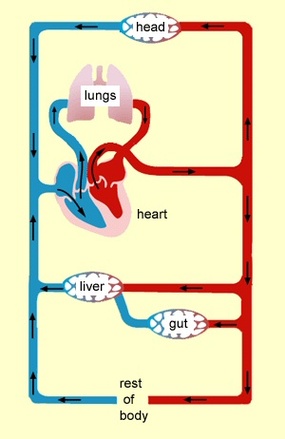 Circulatory System Simple Diagram Clipart - Free to use Clip Art ...