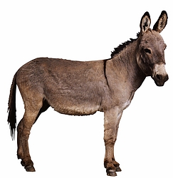 Donkey Posters - Customize for free