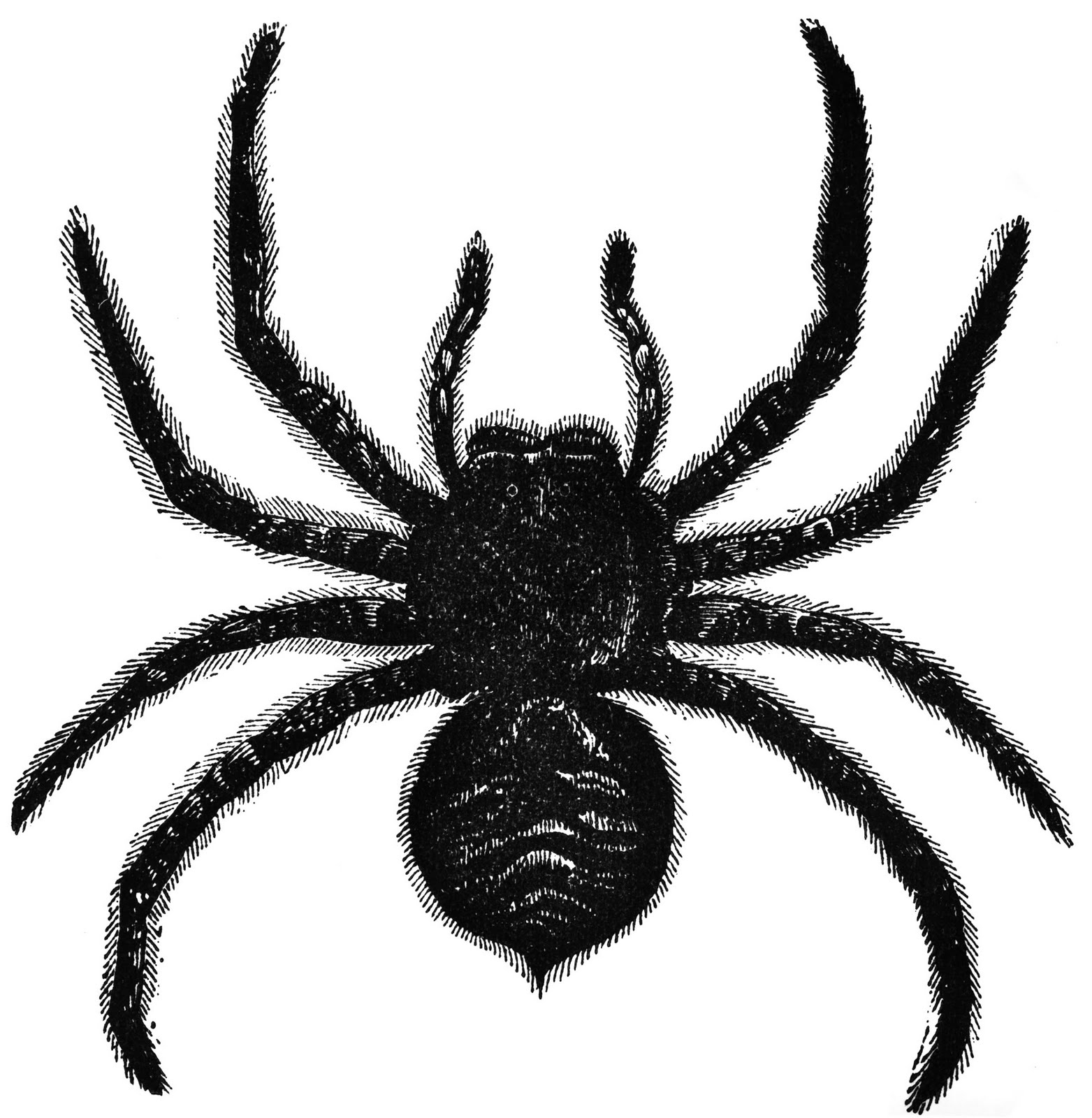 Vintage Ephemera: Book illustration, Lycosa tarantula, 1859