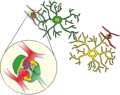 Neural Engineering Group – Computational model of neuron-astrocyte ...