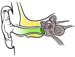 The outer ear - the parts of the outer ear - hear-