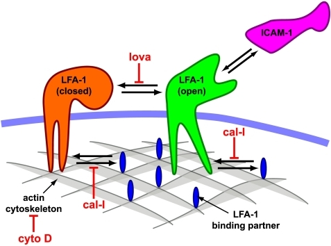 pcbi-1000556-g007: Schematic diagram of LFA-1 interactions and ...