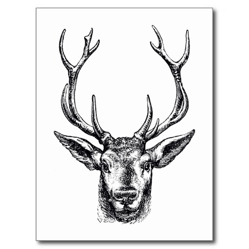 Vintage Stag or Deer Head with Antlers Stickers from Zazzle.