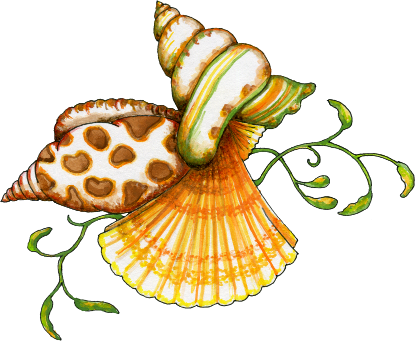 Sea shells clipart free - ClipartFox