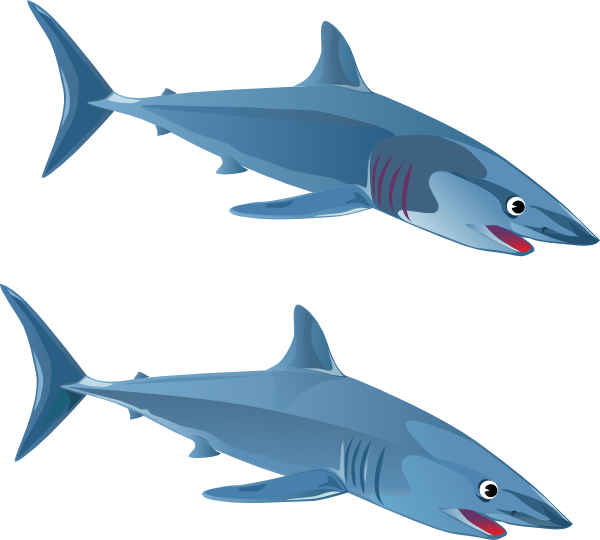 Shark Clip art - Animal - Download vector clip art online