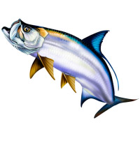 Tarpon Clipart