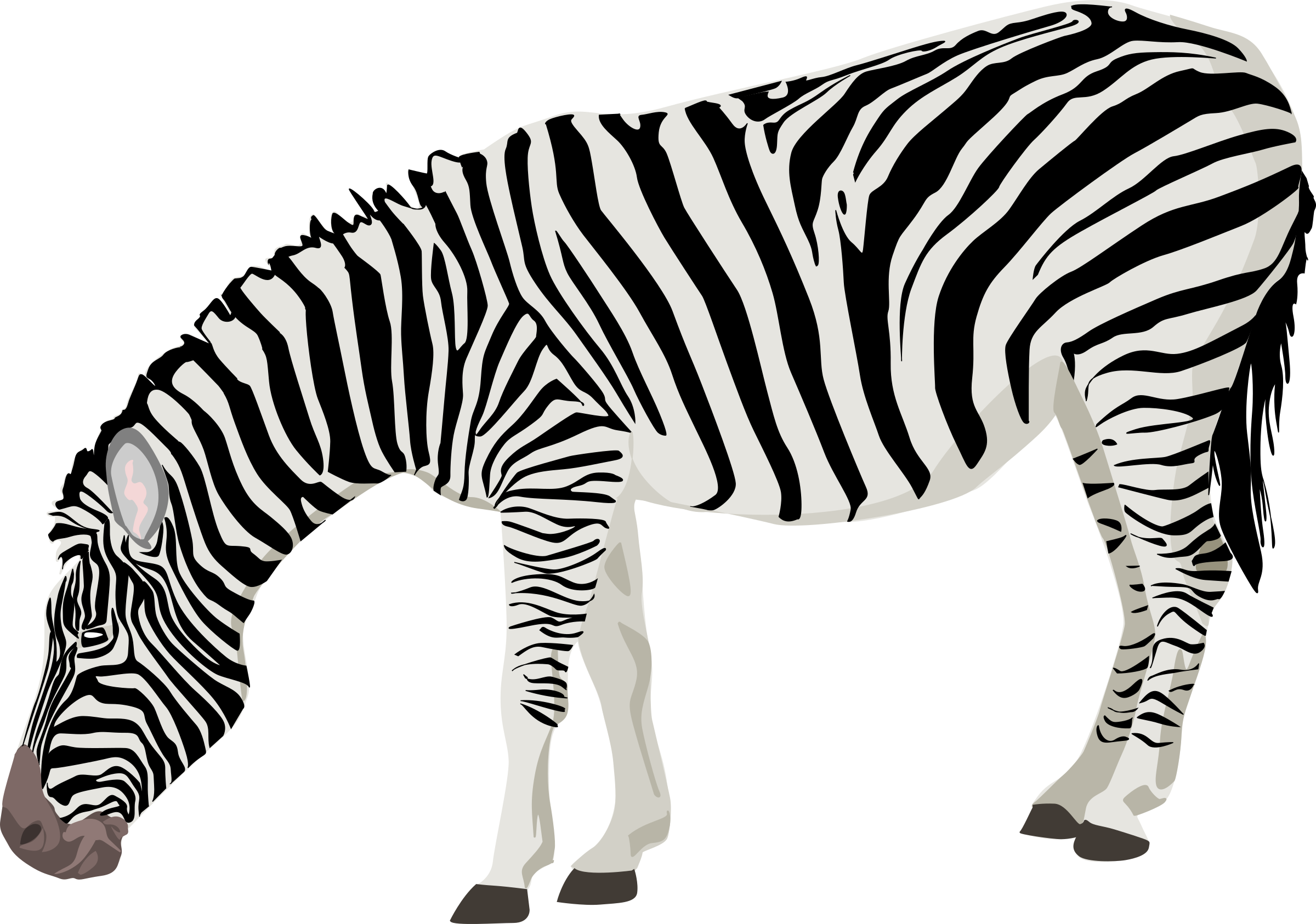 Zebra no background clipart