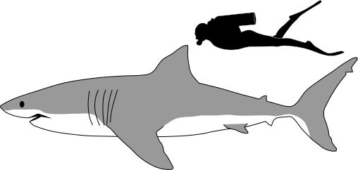 Clipart great white shark