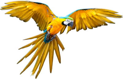 Flying Parrot PNG File | PNG Mart
