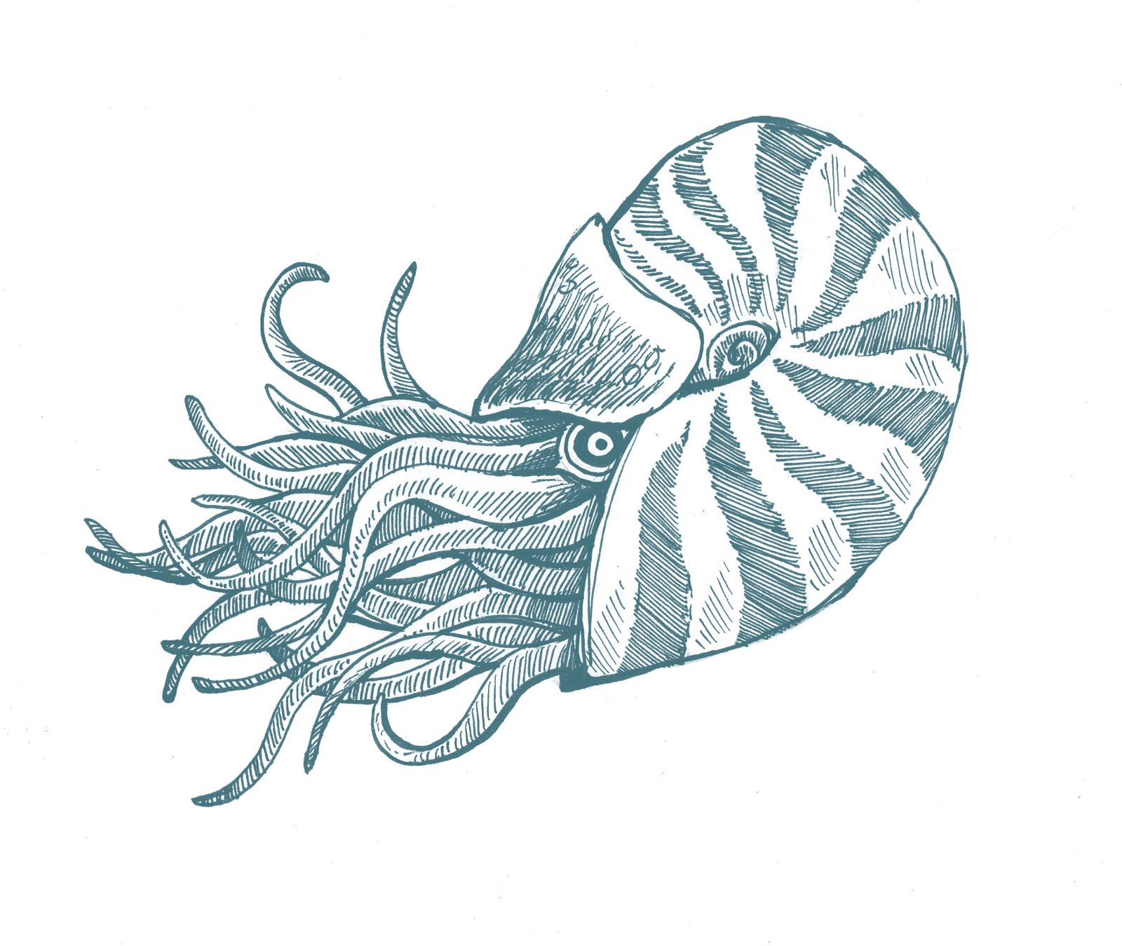 Sea Animal Drawings Easy - Draw-metro