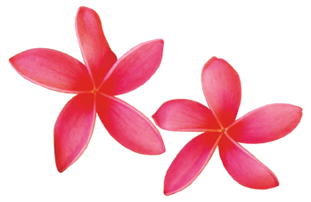 Plumeria clip art images