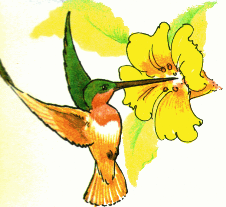 Hummingbird Clipart Clipart - Free to use Clip Art Resource