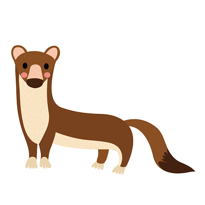 Weasel Clip Art, Vector Images & Illustrations