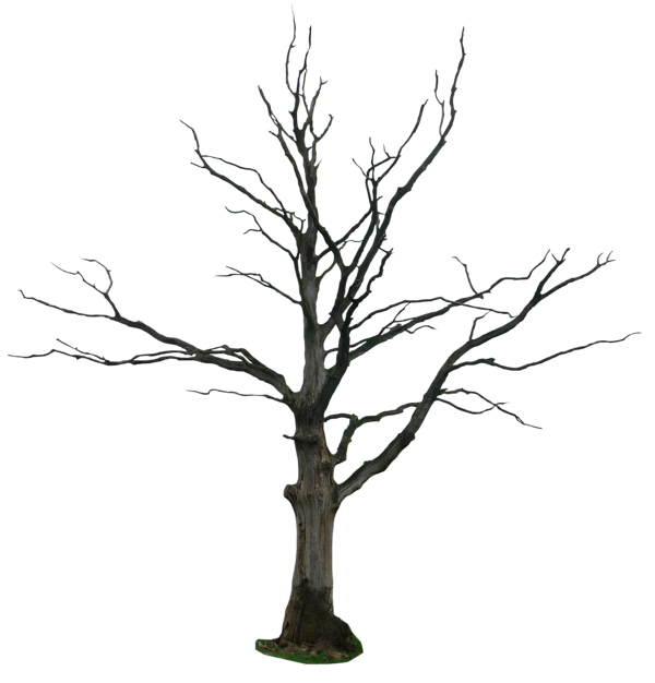 dead tree png