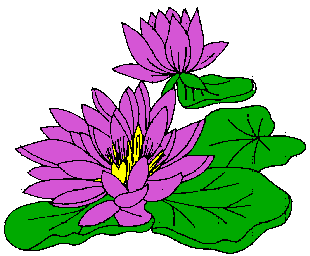 Water Lily Flower Clip Art - ClipArt Best