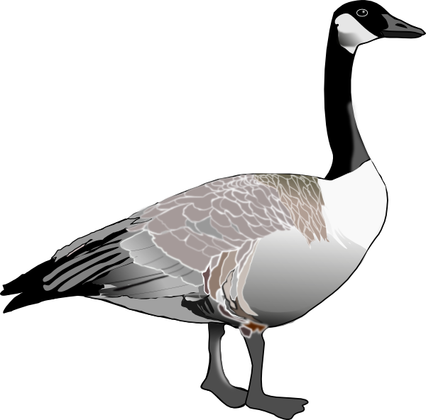 Canadian Goose Clip Art - vector clip art online ...