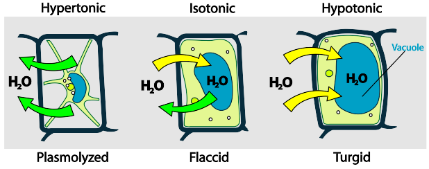 Plasmolysis - ClipArt Best