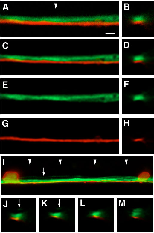 MPIMF Heidelberg | Light Microscopy