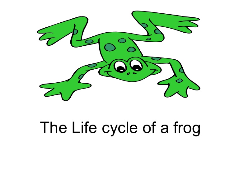 Frog life cycle 2