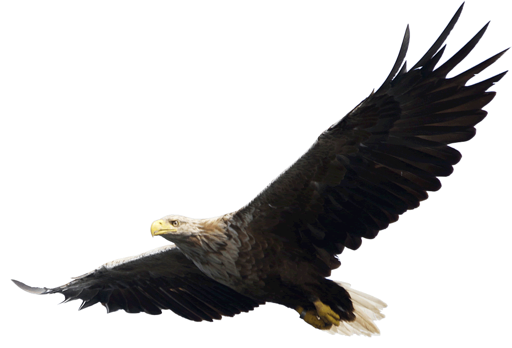 Images Of Soaring Eagles - ClipArt Best