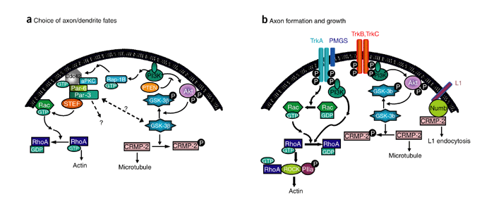 Figure 1 : Axon formation: fate versus growth : Nature Neuroscience