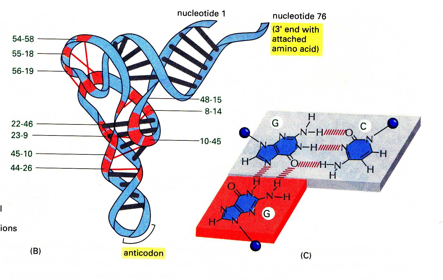 DNA structure in detail