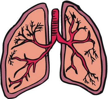 Respiratory System Animated Gif - ClipArt Best