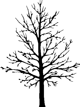 Bare Tree Silhouette