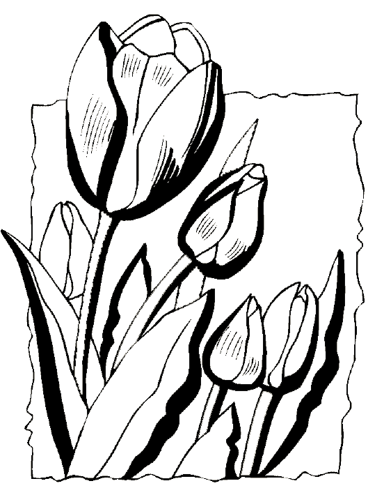 Tulips Coloring Book Page, spring coloring pages, flower coloring ...