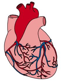 Heart anatomy clipart