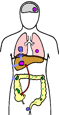 Intestinal Diagram - ClipArt Best