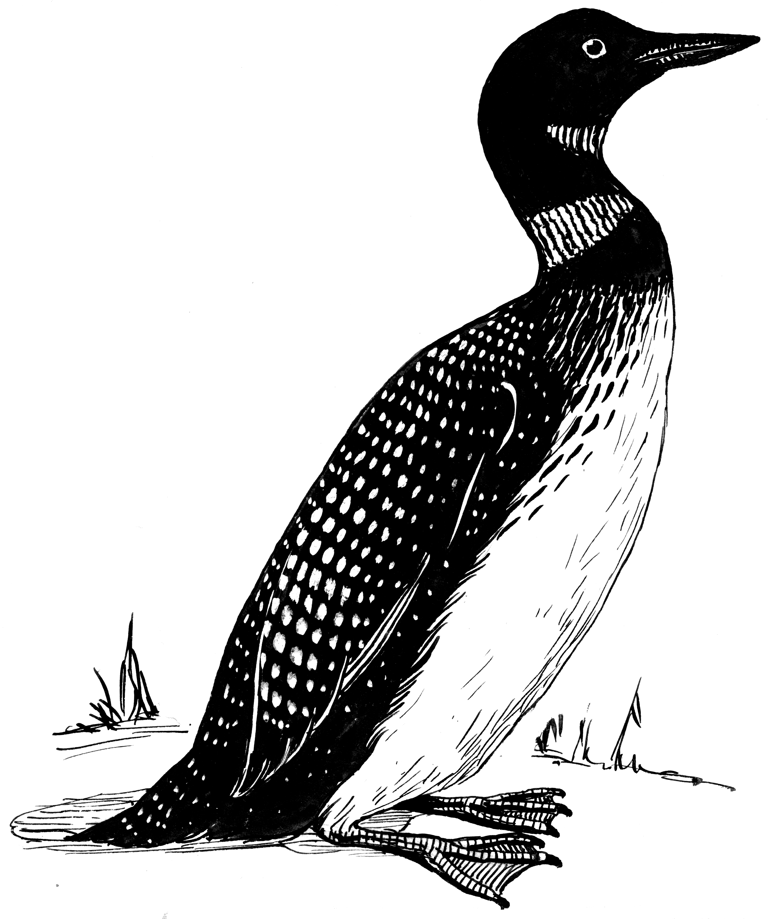 File:Loon (PSF).png