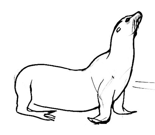 How to draw a Sea lion