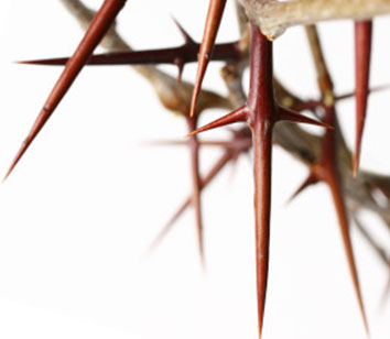 Why did Jesus wear a crown of thorns? - creation.com